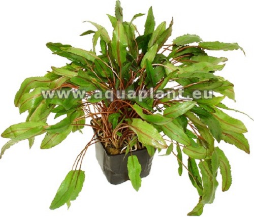 Cryptocoryne wendtii brown moederplant